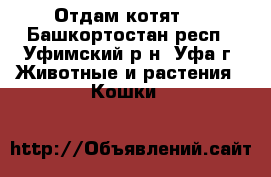 Отдам котят . - Башкортостан респ., Уфимский р-н, Уфа г. Животные и растения » Кошки   